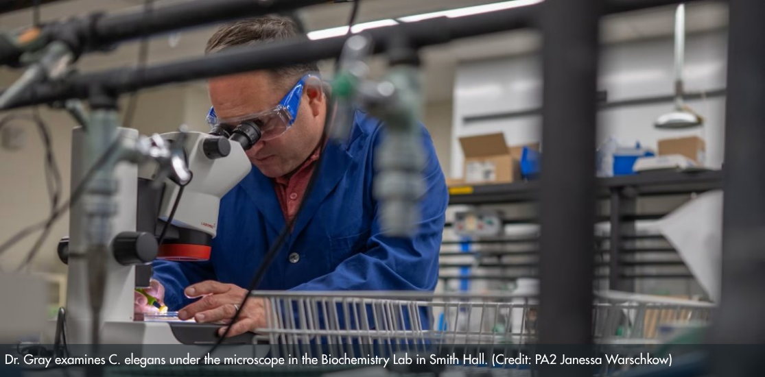Dr. Gray examines C.elegans