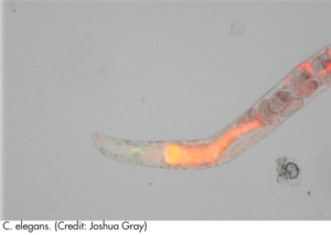 C.elegans C.elegans