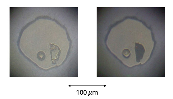 Left: An iron-rich enstatite sample at low pressure. Right: The same sample but at a higher pressure. The darkening of the irregular-shaped sample shows how color can change dramatically under pressure. A scale bar is shown. [Photo: Kanani Lee]